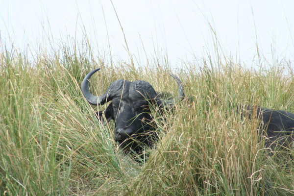 Buffel langs de Chobe  rivier