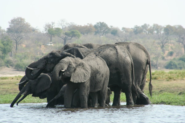 Olifanten aan de Chobe rivier