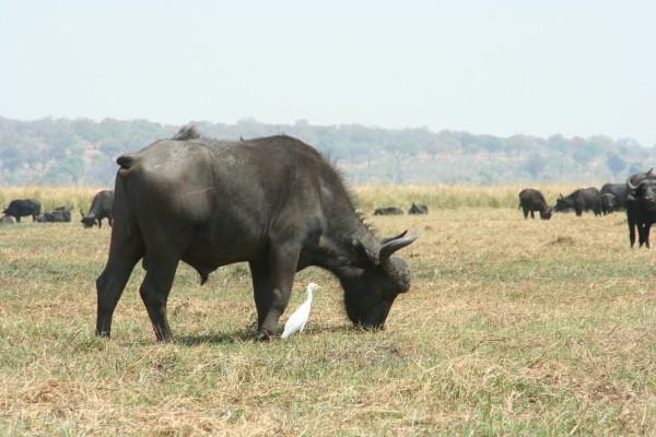 Buffel langs de Chobe rivier