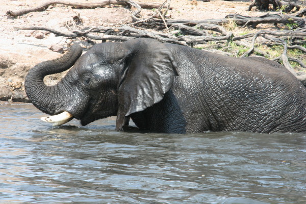 Olifant aan de Chobe rivier