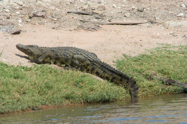 Krokodil op de oever van de Chobe rivier