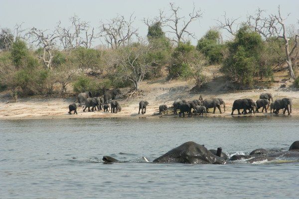 Olifanten aan de Chobe rivier