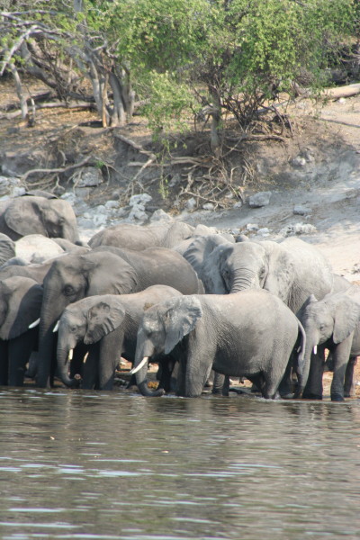 Olifanten aan de Chobe rivier