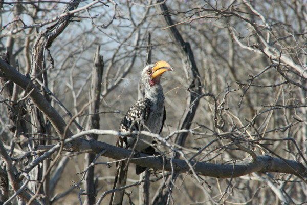 Hornbill