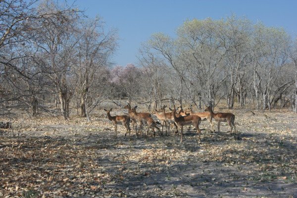 Impalas