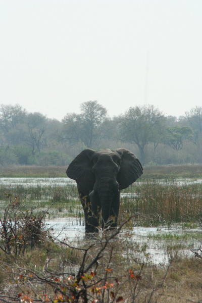 Olifant