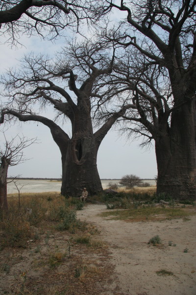 Baines Baobabs