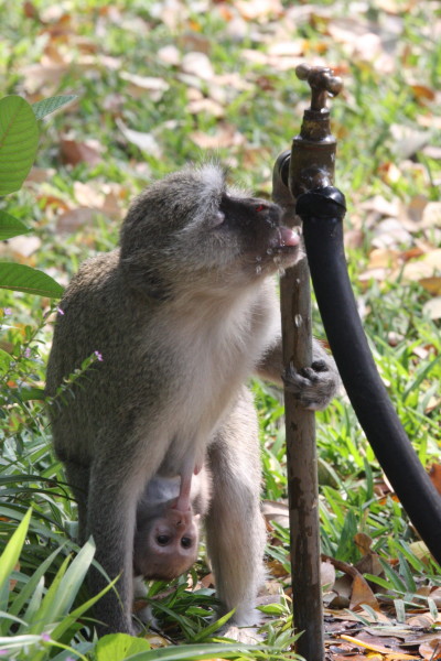 Vervet Monkey met jong