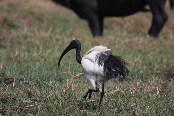 Ibis aan de Chobe rivier