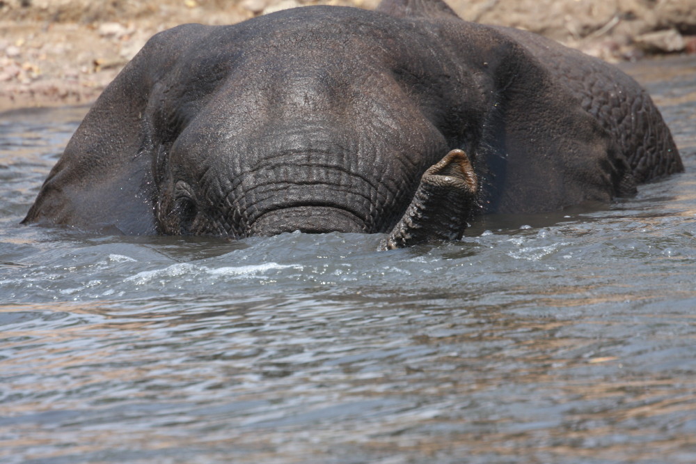 Zwemmende olifant in Chobe rivier