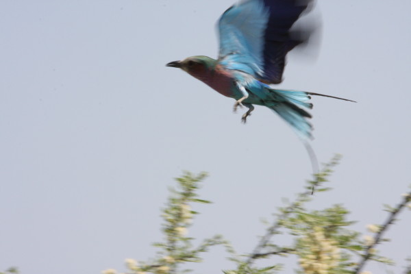 Bee eater