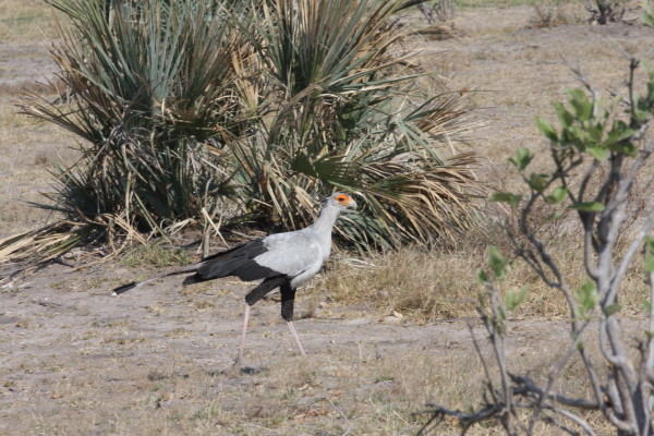 Secretaris vogel