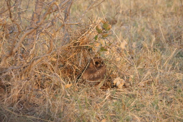 Marsh Owl in het avondlicht