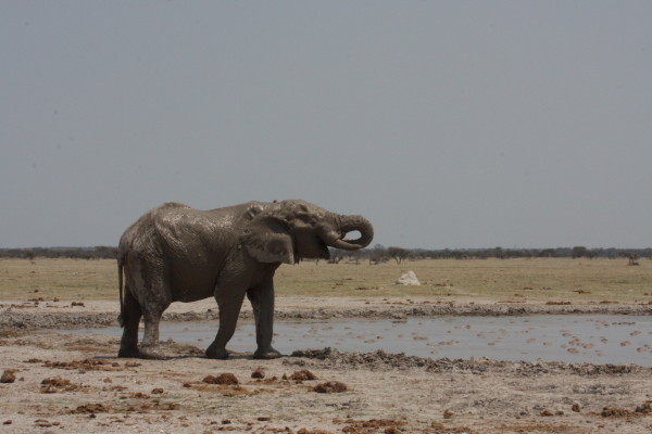 Olifant 