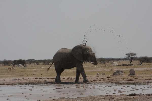 Olifant