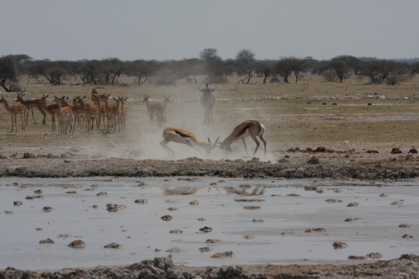 Vechtende Impala's