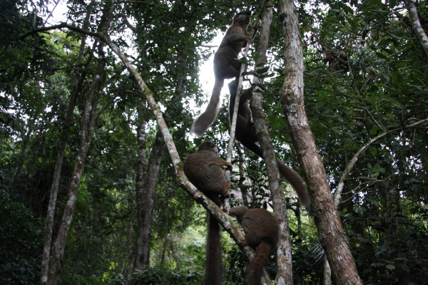 Bruine lemuren