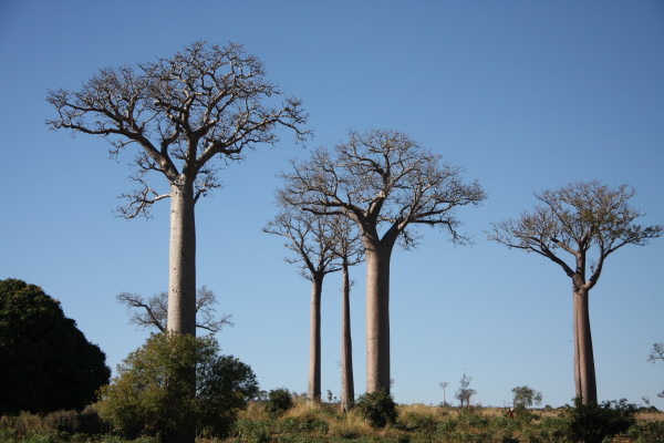 Baobab