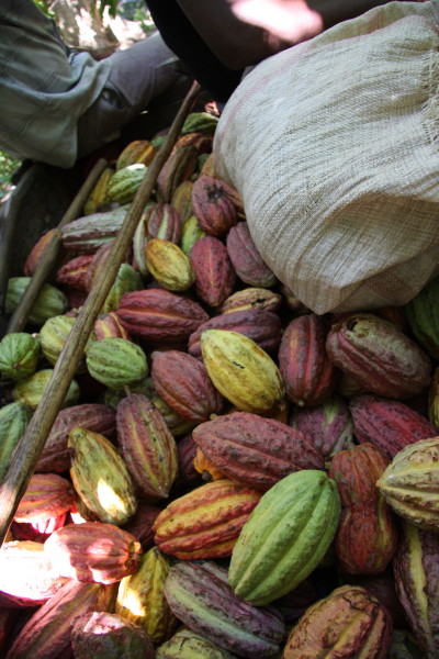 Cacao Vruchten, de bonen zitten hierin